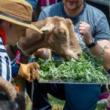 Partys, July 18, 2026, 07/18/2026, The Great Goat Graze-Off: Professional Eating Contest Between Goats