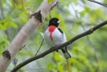 Talks, July 28, 2026, 07/28/2026, Discover How NYC's Green Spaces Foster Bird Migration