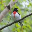 Talks, July 28, 2026, 07/28/2026, Discover How NYC's Green Spaces Foster Bird Migration