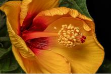 Workshops, July 30, 2026, 07/30/2026, How To Compose Shots for Macro-Photography