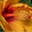 Workshops, July 30, 2026, 07/30/2026, How To Compose Shots for Macro-Photography