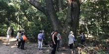 Park Walks, October 09, 2026, 10/09/2026, Forest Bathing - A Guided Mindful Nature Exploration