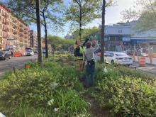 Birdwatchings, September 20, 2026, 09/20/2026, Celebrating Urban Biodiversity with NYC Bird Alliance