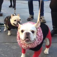 Festivals, September 19, 2026, 09/19/2026, Annual Dog Parade & Social in the Park