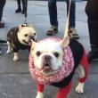 Festivals, September 19, 2026, 09/19/2026, Annual Dog Parade & Social in the Park
