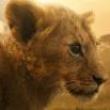 Movie in a Parks, October 09, 2026, 10/09/2026, Film Fest:&nbsp;Lion (2026): Nature&nbsp;Documentary&nbsp;(Outdoors)
