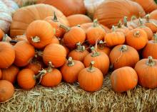 Festivals, October 24, 2026, 10/24/2026, Oktoberfest on the Plaza: Karaoke, Halloween Parade, & More