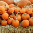 Festivals, October 24, 2026, 10/24/2026, Oktoberfest on the Plaza: Karaoke, Halloween Parade, & More
