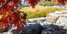Park Walks, October 24, 2026, 10/24/2026, Diverse Tree Walk along the East River