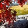 Park Walks, October 24, 2026, 10/24/2026, Diverse Tree Walk along the East River