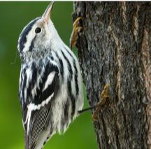 Birdwatchings, October 25, 2026, 10/25/2026, Autumnal Migrator Walk along the East River