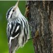 Birdwatchings, October 25, 2026, 10/25/2026, Autumnal Migrator Walk along the East River